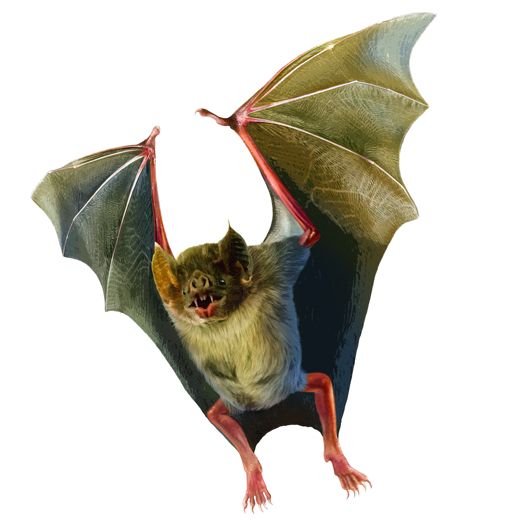 Bloodsuckers Vampire bat illustration_courtesy Royal Ontario Museum